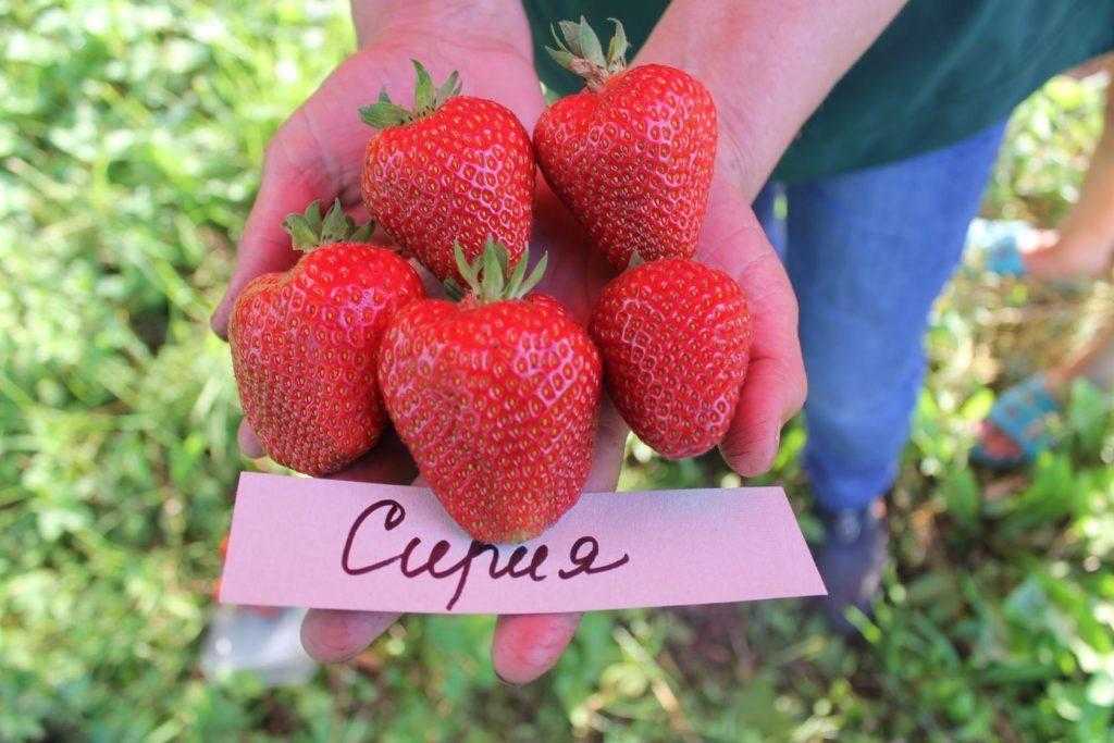 Клубника сирия – описание сорта, фото, отзывы садоводов