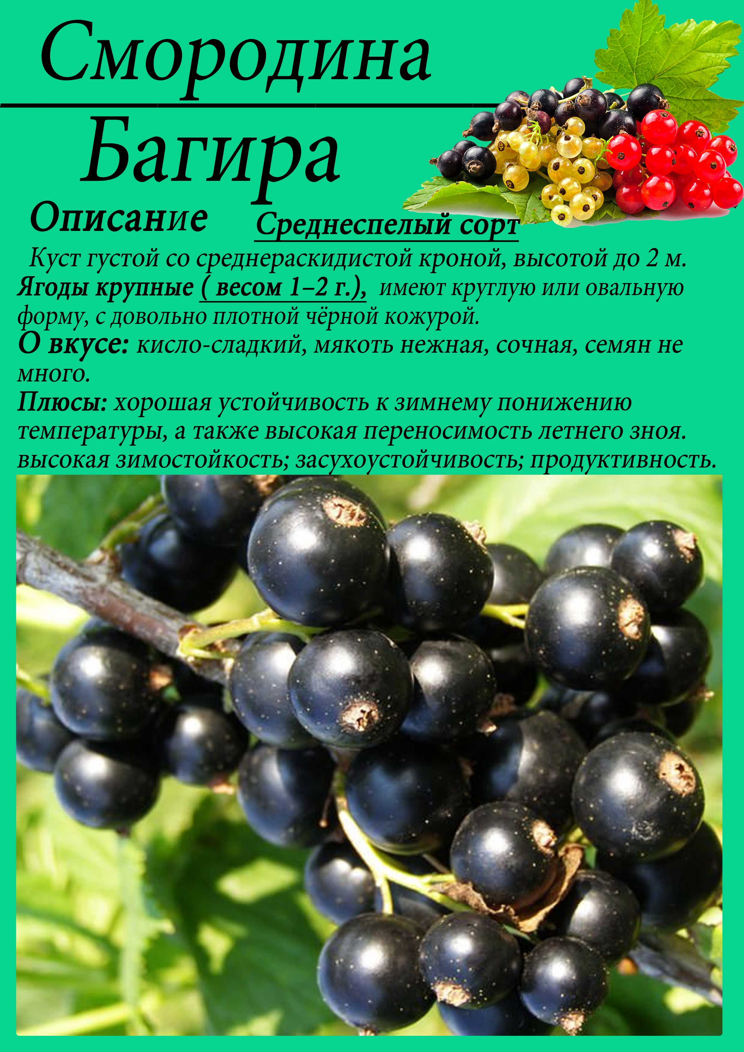Черная смородина геркулес
