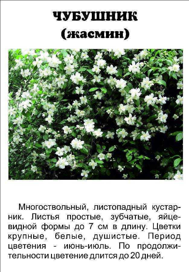 Чубушник в качестве садового жителя: посадка и уход