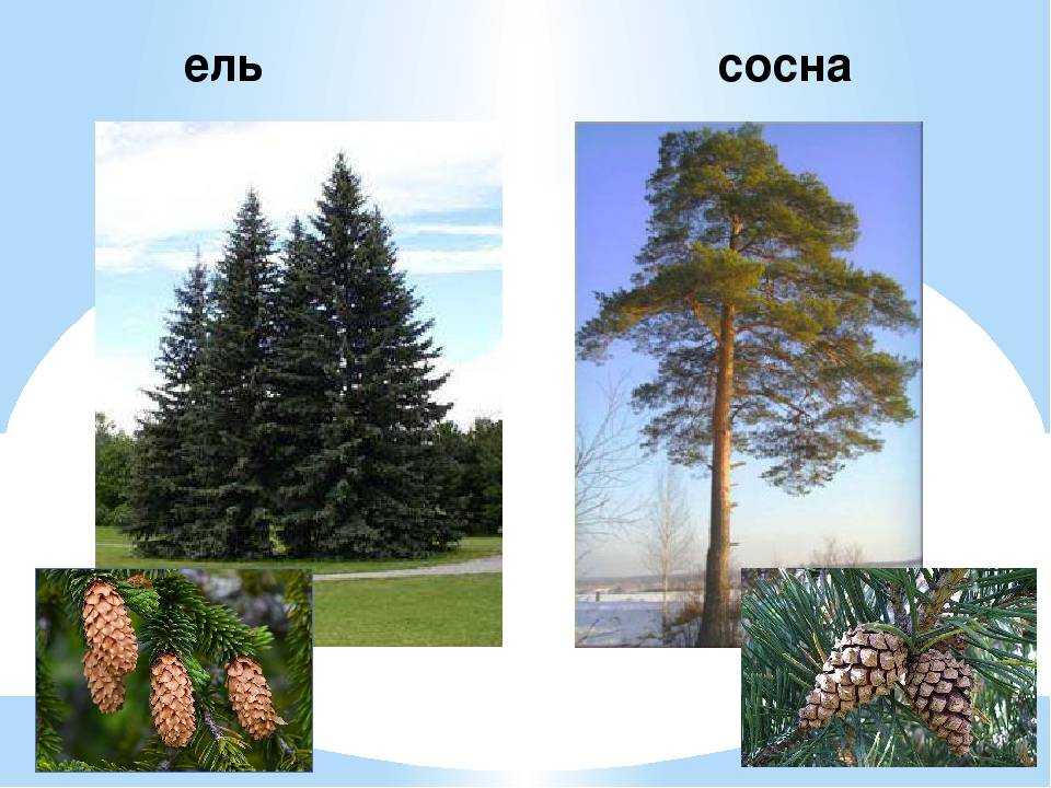 Ель и сосна — чем они отличаются друг от друга | в чем разница
