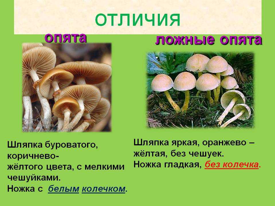 Съедобные и несъедобные опята, как отличить + фото