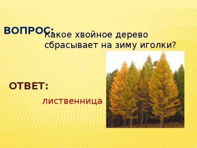 Болезни хвойных: классификация, описание самых распространённых, лечение