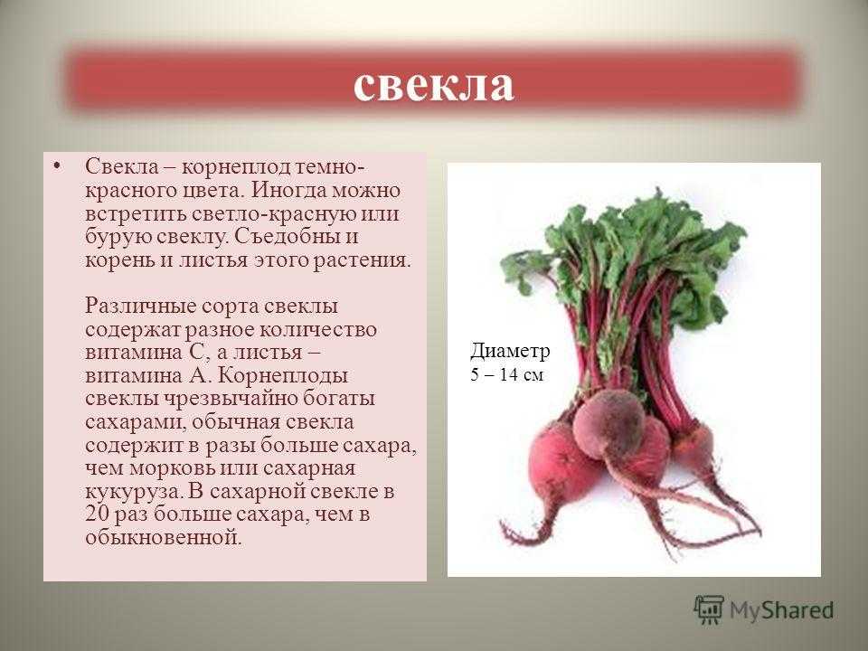 Свекла “бордо”: описание сорта и полезные свойства растения