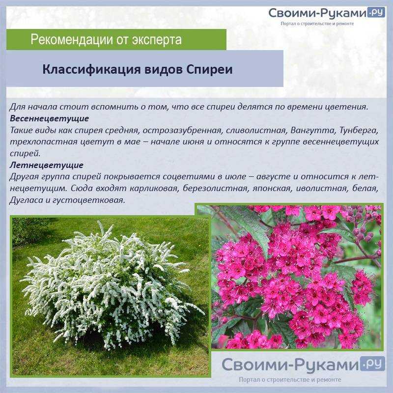 Спирея сноумаунд: выращивание и уход