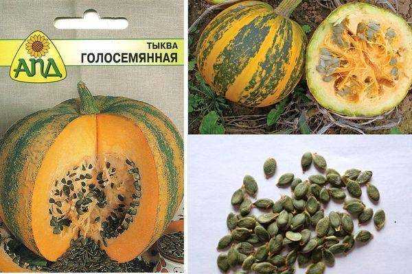 Голосемянная тыква посадка и уход