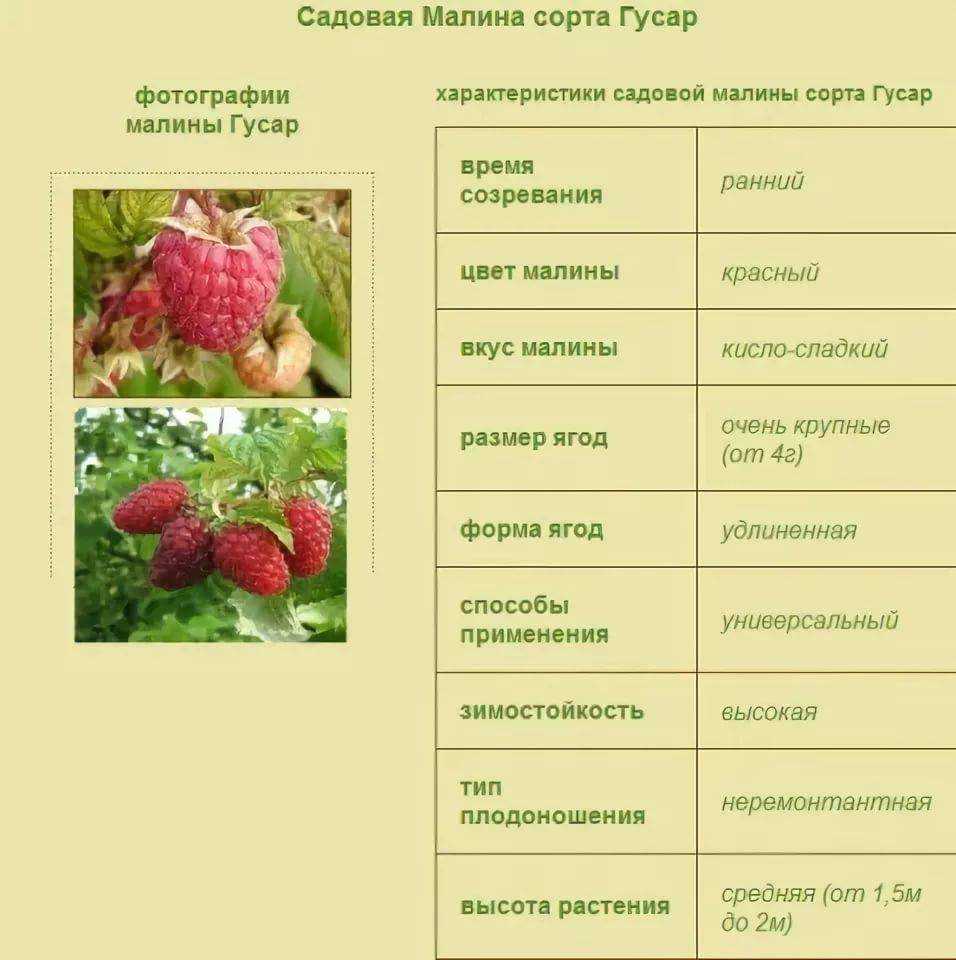 Малина сорта беглянка: характеристика, особенности выращивания