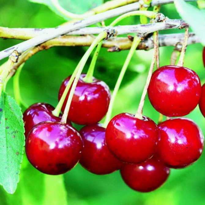 Крупные плоды и невероятный вкус — вишня сорта маяк