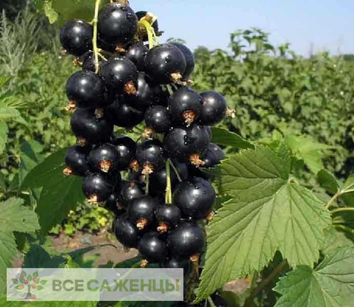 Черная смородина литвиновская: описание, посадка и уход