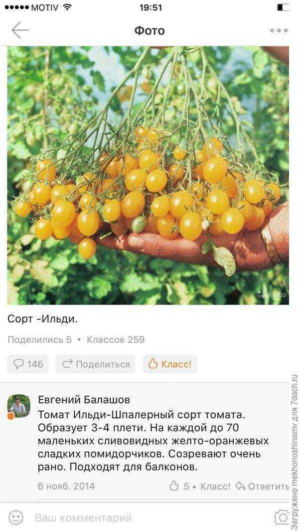Томат ильди: характеристика и описание сорта, отзывы кто сажал их и фото, урожайность гроздевых помидор