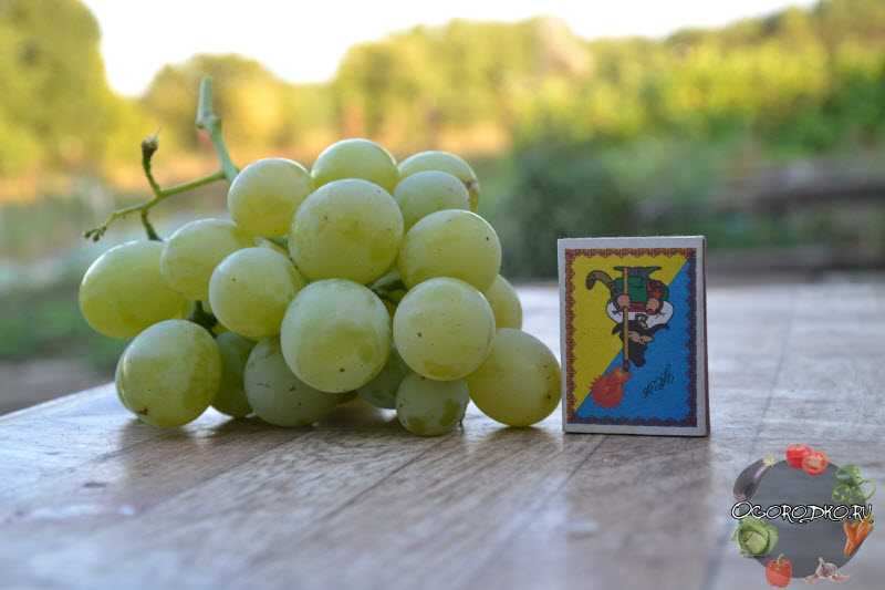 Виноград кеша: виды и характеристика сорта