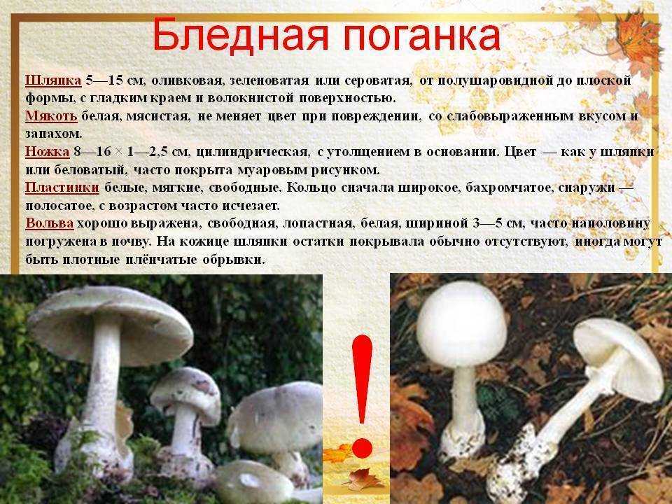 🛍 для тех, кто хочет научиться отличать съедобные грибы от ядовитых