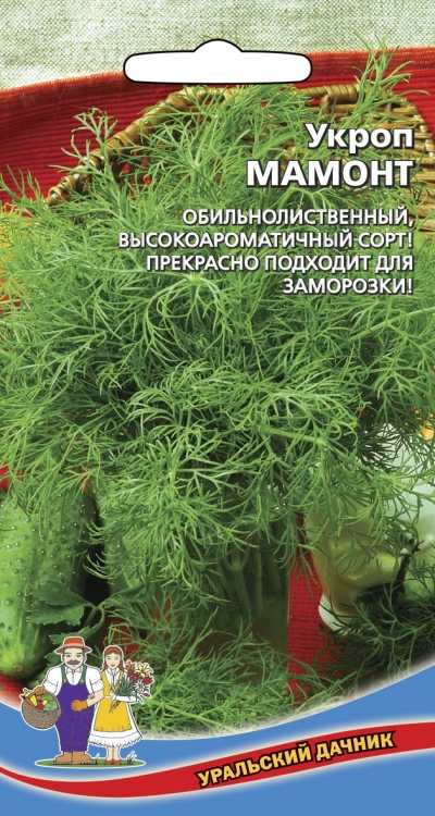 Выращиваем молодило: сорта, уход и размножение