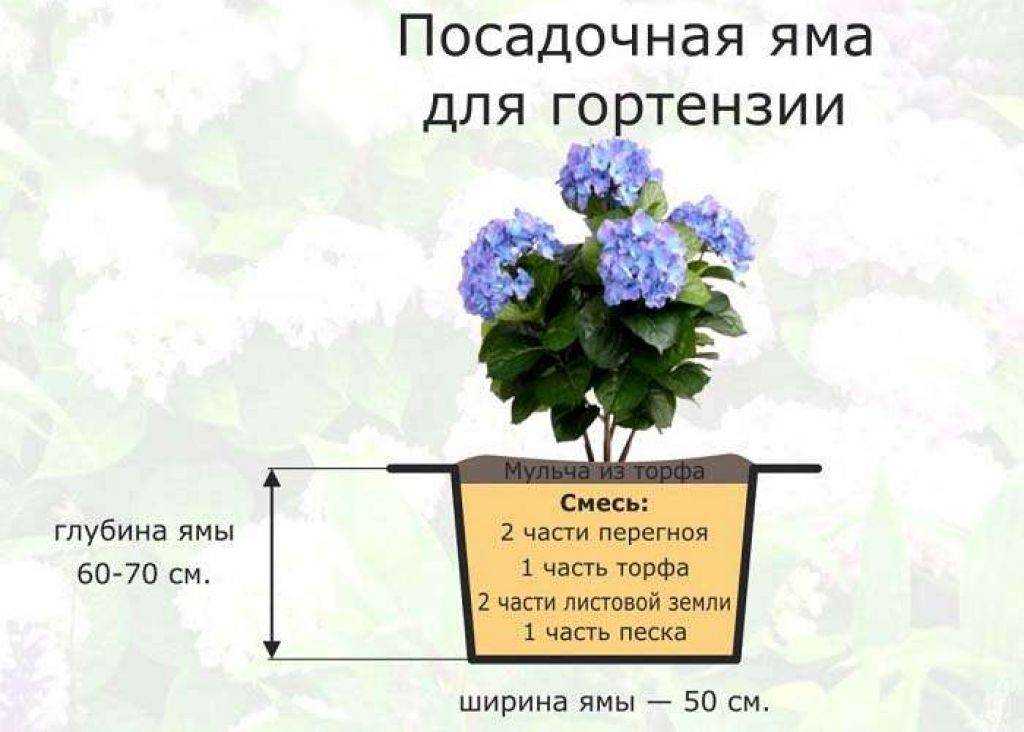 Метельчатая гортензия: сорта, правильный уход (70 фото)
