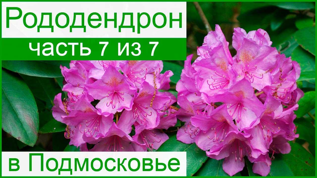 Рододендрон