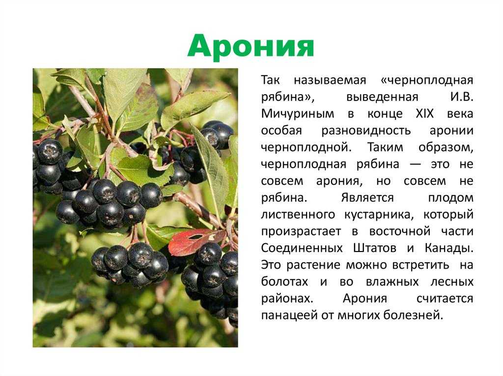 Черноплодная рябина: размножение, посадка, выращивание и уход с фото