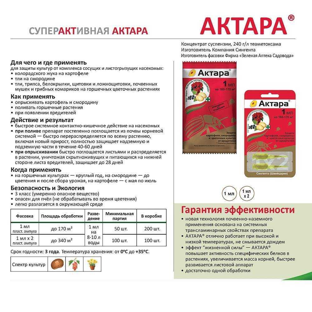 Борьба с личинками майского жука в клубнике