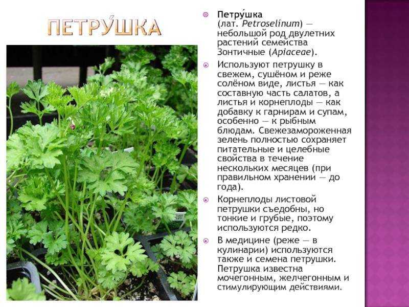 Петрушка: посадка и уход в открытом грунте, как вырастить на подоконнике, фото