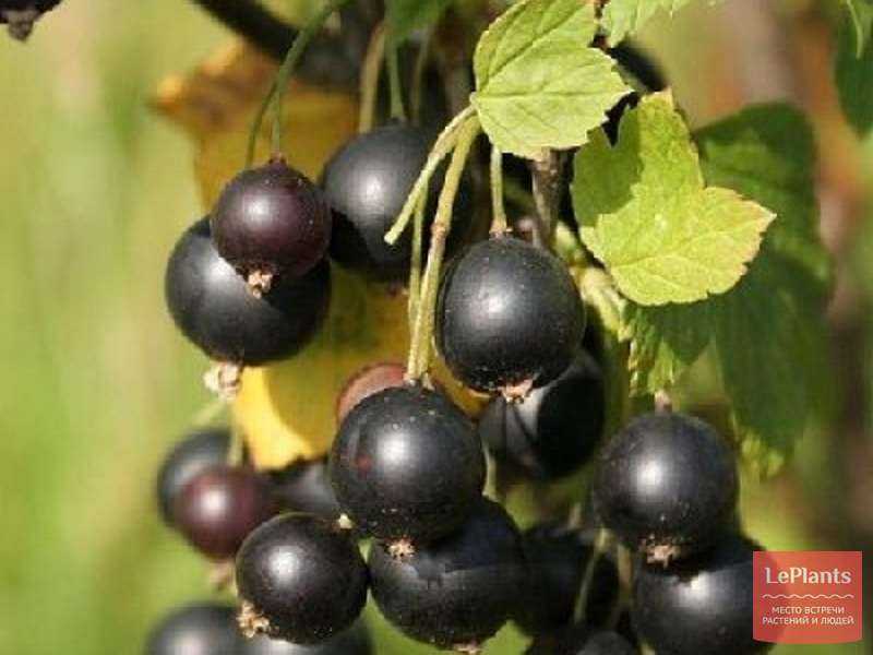 Смородина чёрная валовая: основные характеристики сорта