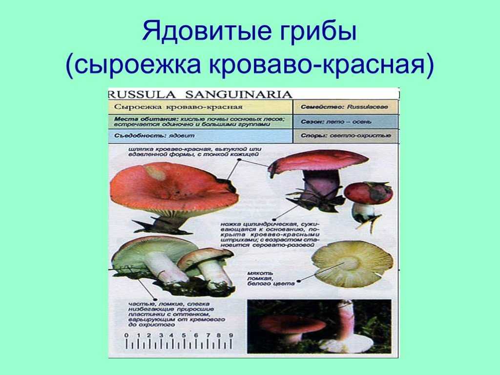 Грибы сыроежки