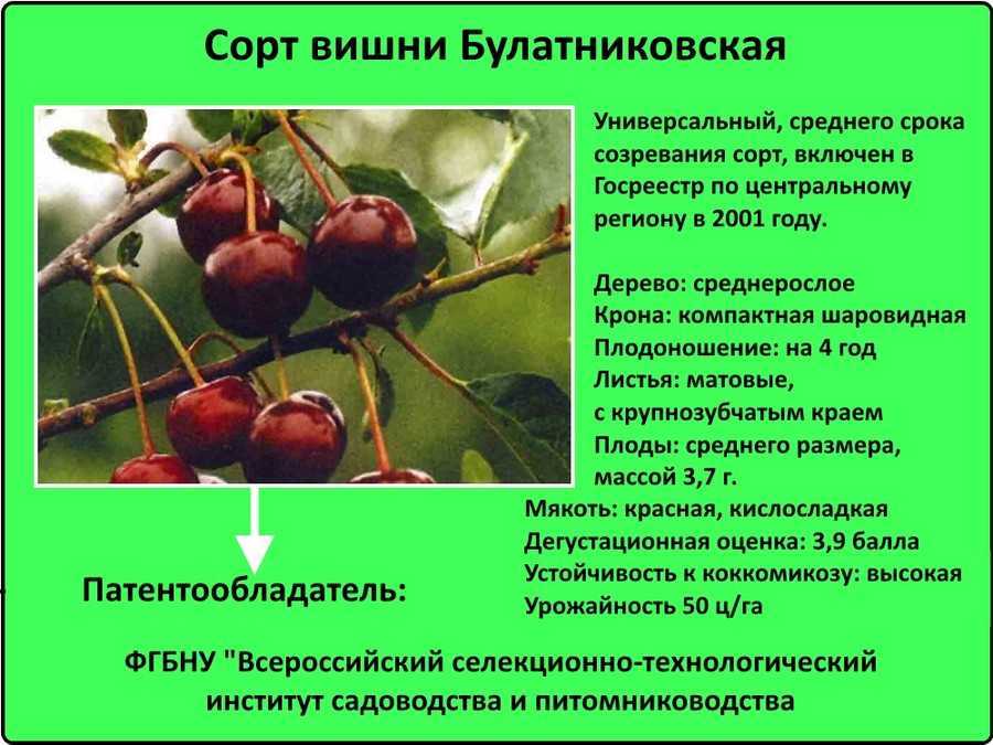 Колоновидная черешня: отзывы о саженцах, особенности сортов, преимущества и недостатки, популярные названия с фото и описанием для отдельных регионов