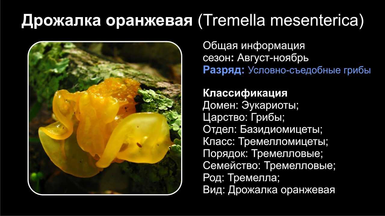 Дрожалка оранжевая (tremella mesenterica): описание и фото