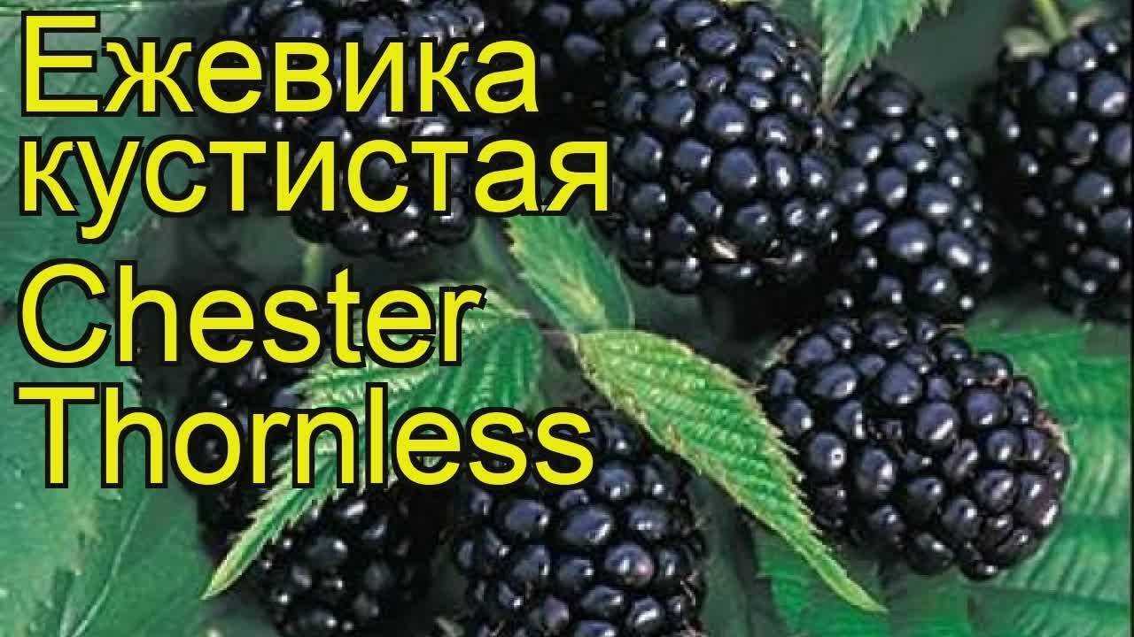 Описание и характеристики ежевики сорта честер, посадка и уход