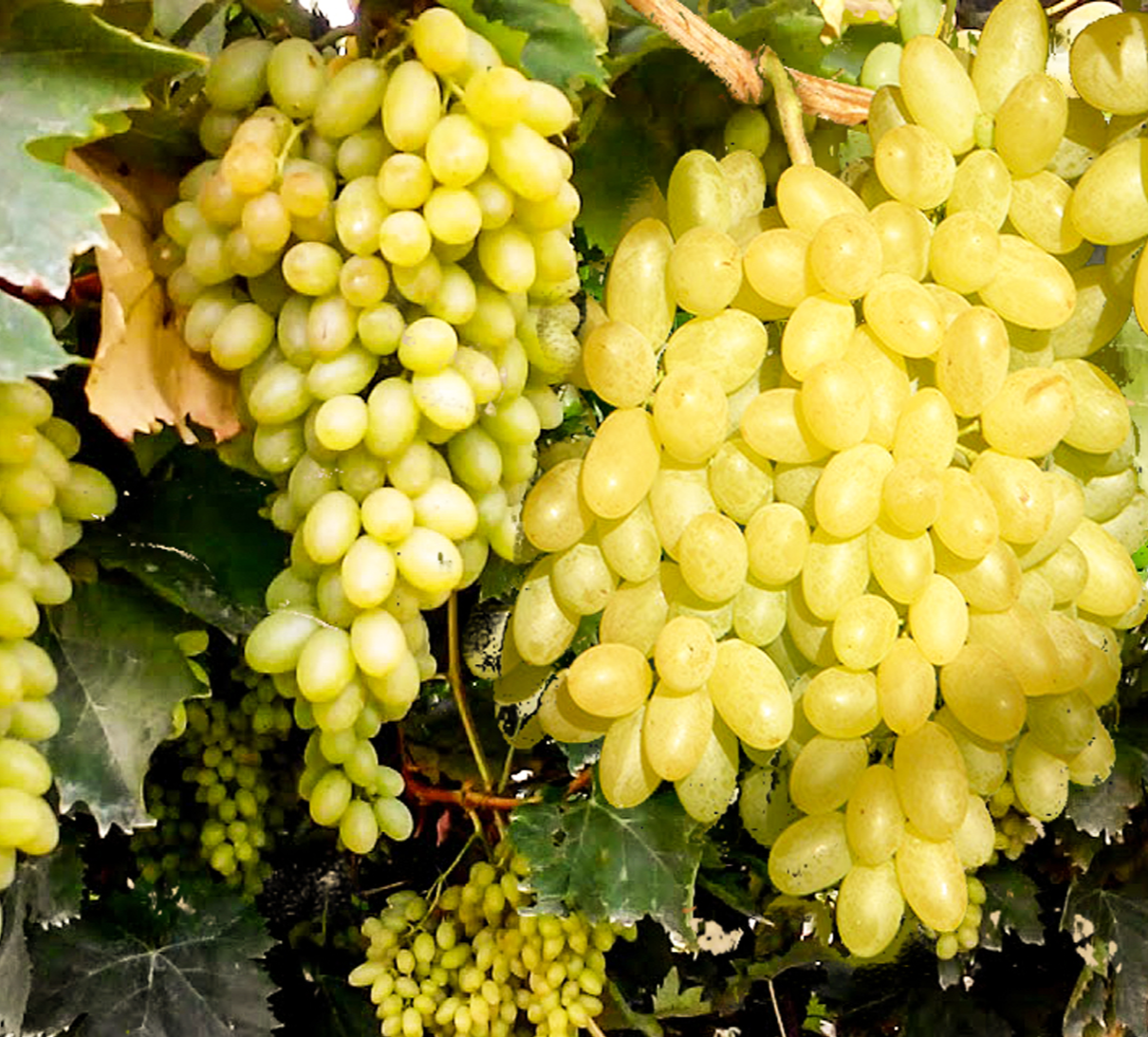✅ виноград кишмиш «столетие»: описание сорта, фото, отзывы - tehnoyug.com