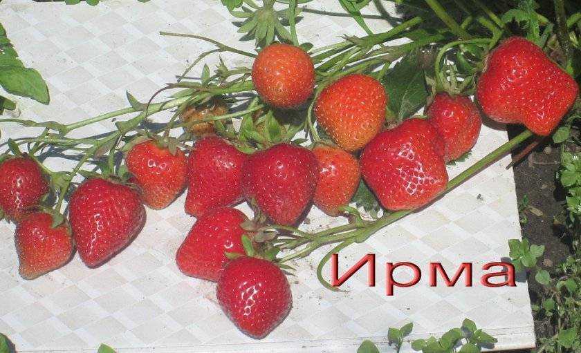 Сорт клубники ирма описание, отзывы, ремонтантная, фото и видео