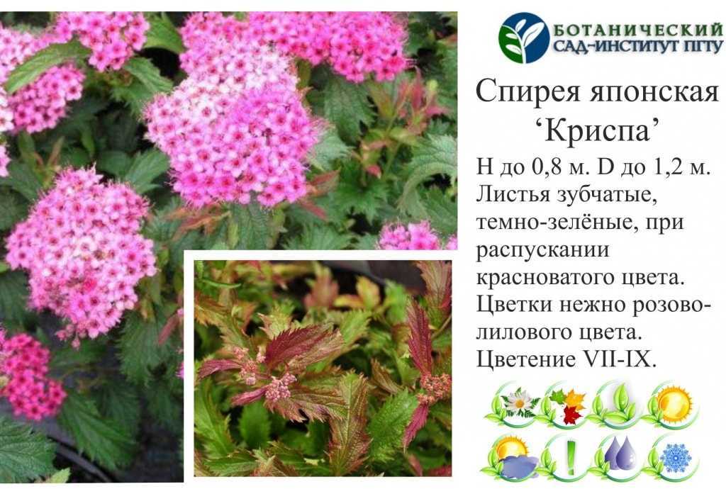 Спирея виды и сорта фото описание