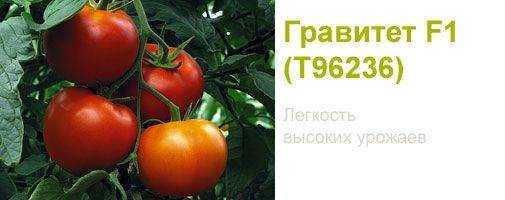 Томат гравитет: описание и характеристика сорта, выращивание и уход с фото