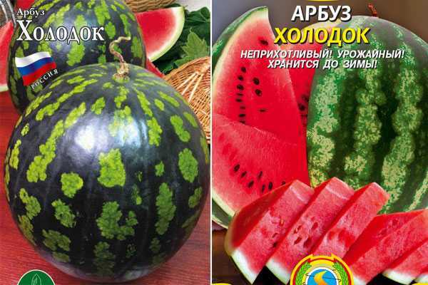 Сорт арбуза «холодок»