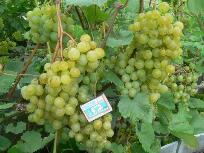Столовый сорт винограда краса севера: лечебные свойства, описание сорта, отзывы