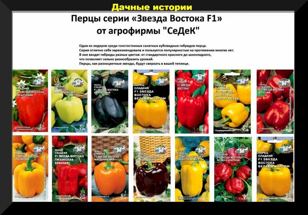 Перец звезда востока: отзывы о формах гигантская f1, оранжевая, мандариновая, желтая, шоколадная, красная