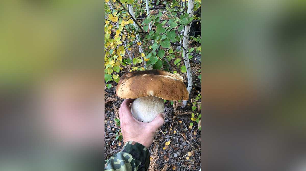 Опята в Воронежской области: популярные виды, время роста Грибные места: лесные массивы, лесничества и заповедники Правила сбора грибов