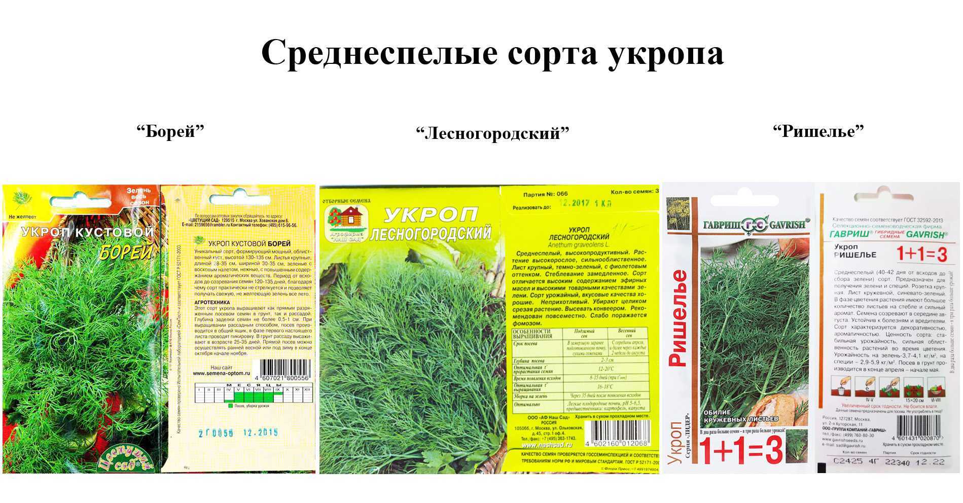 Популярные сорта укропа