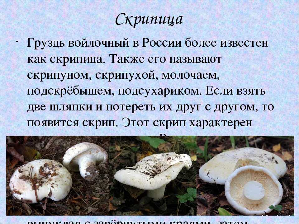 Губчатые грибы: фото и описание, съедобные и ядовитые виды