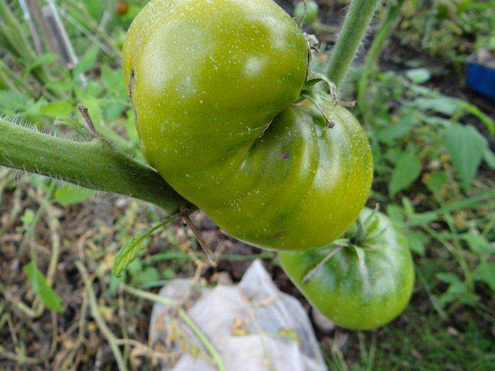 Томат болото: описание сорта, фото, отзывы, урожайность