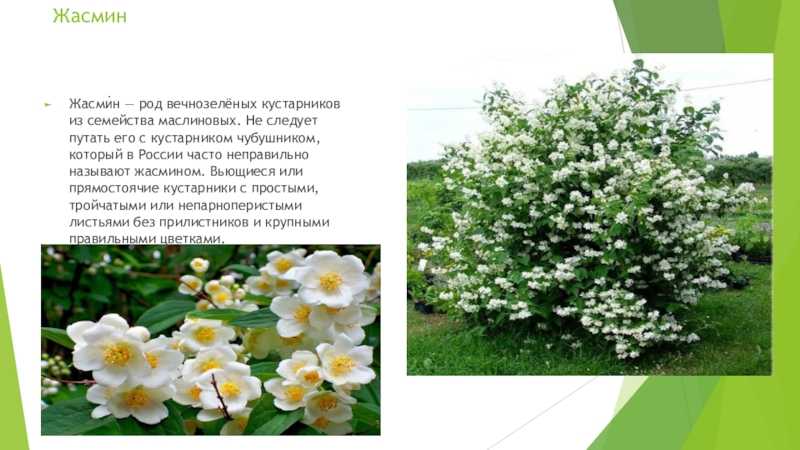 Декоративный чубушник