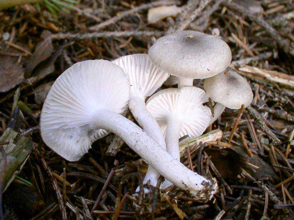 Гигрофор красивый (hygrophorus speciosus) – грибы сибири