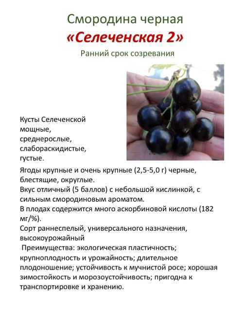 Самые сладкие крупноплодные сорта чёрной смородины