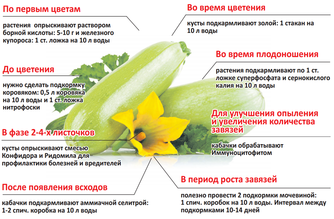 Достойный представитель среднеспелых — томат очарование: описание сорта и характеристики