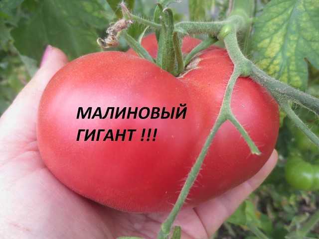 Урожайный биф-томат малиновый великан. описание особенностей сорта и рекомендации по выращиванию