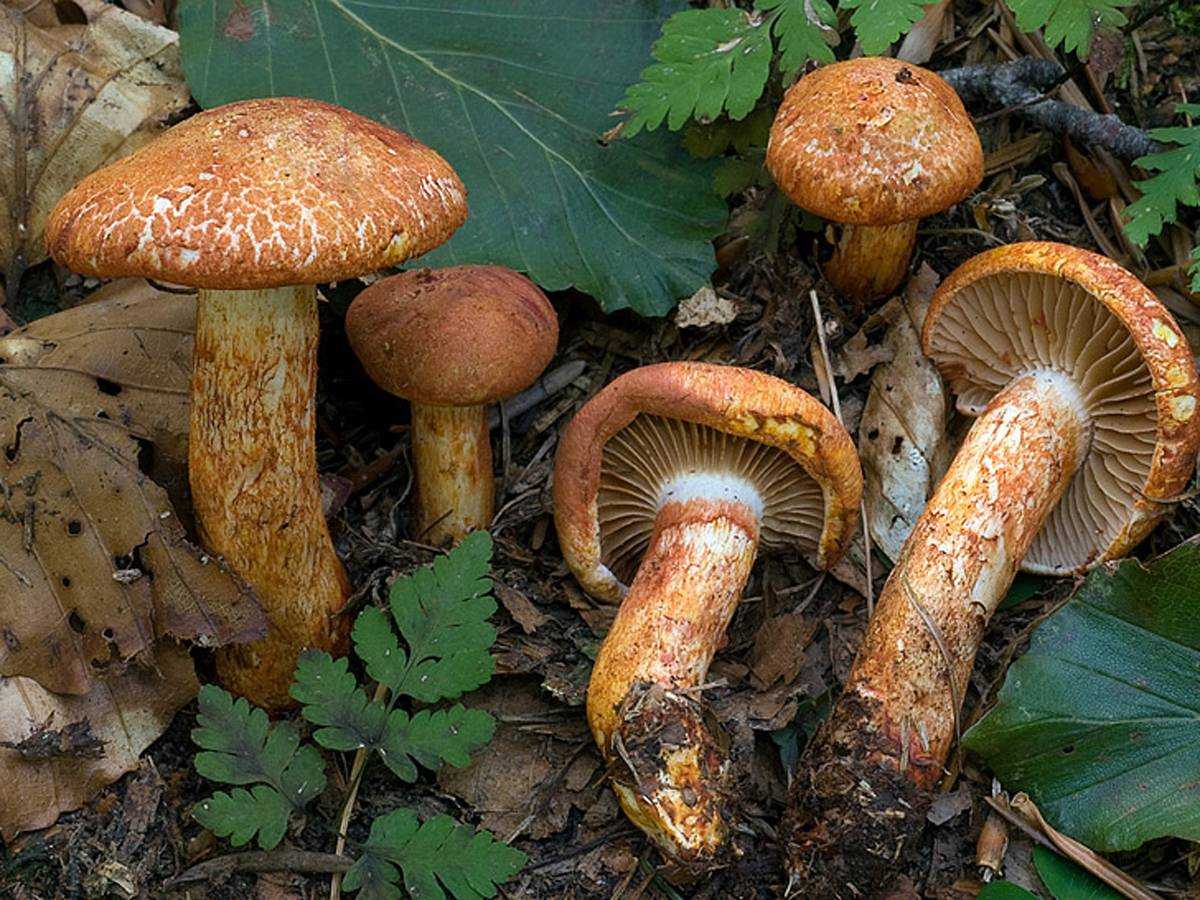 Паутинник горный (плюшевый, оранжево-красный, cortinarius orellanus): как выглядит, где и как растет, съедобный или ядовитый — викигриб