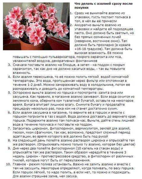 Рододендрон японский: популярные сорта, нюансы посадки и ухода | дизайн интерьера