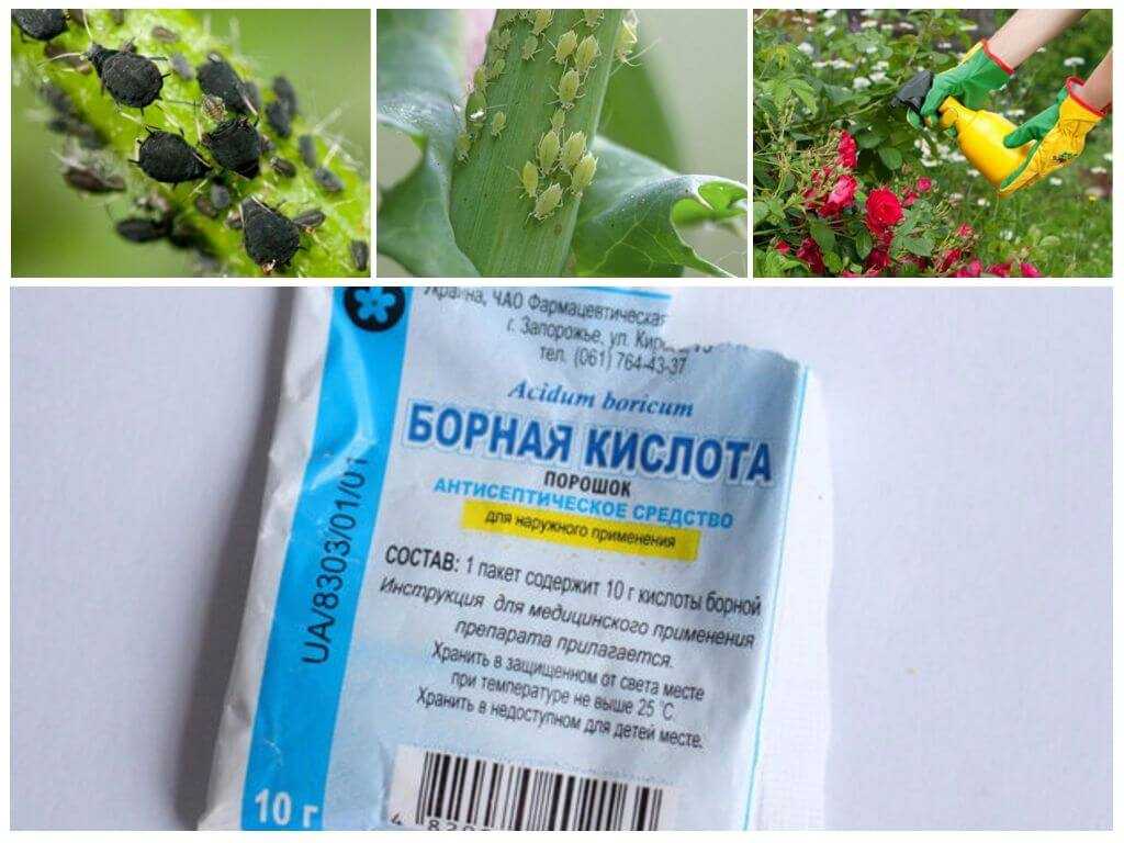 Борная кислота для растений: применение в саду, огороде и цветнике