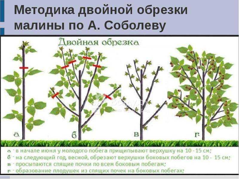 Когда созревает и где растет ежевика