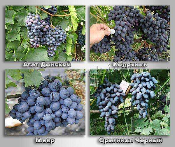 Виноград кодрянка: описание сорта, фото, отзывы садоводов, видео