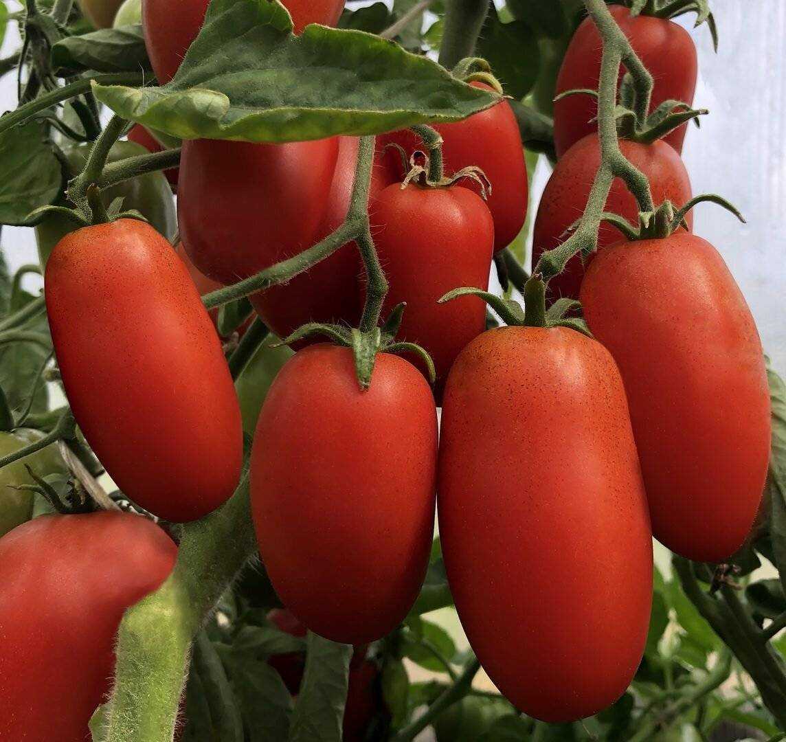 Лучшие сорта томатов для теплиц: фото, названия и описания (каталог)