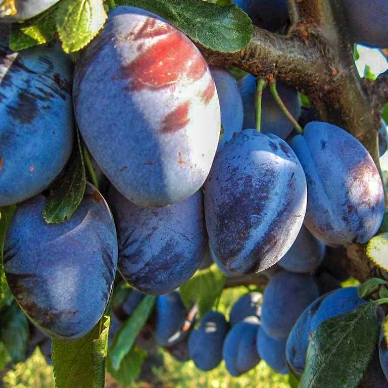 Желтая самоплодная слива и ее самые распространенные сорта