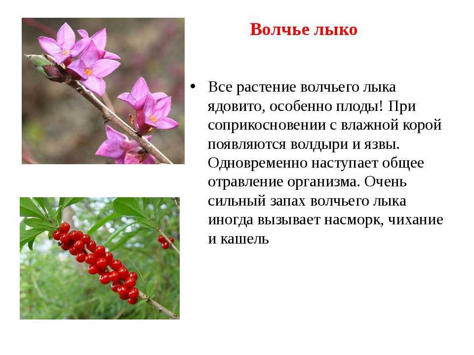 Можно ли есть волчье мясо и правда ли оно ядовито? - 4 лапки